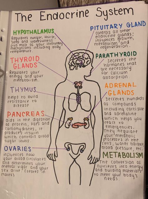 Health Notes School, Anatomy Notes Ideas, A&p 2 Study Tips, Study Notes Social Studies, Med School Aesthetic Study, Physiology Notes Medical Students, How To Take Notes For Anatomy, A&p 2 Notes, Health Class Notes