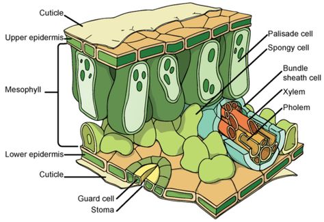 Leaf Structure and Function ( Read ) | Biology | CK-12 Foundation Leaf Structure And Function, Palisade Cell, Leaf Structure, Research Poster, Biology Art, Structure And Function, Biology Notes, Plant Cell, Plant Science