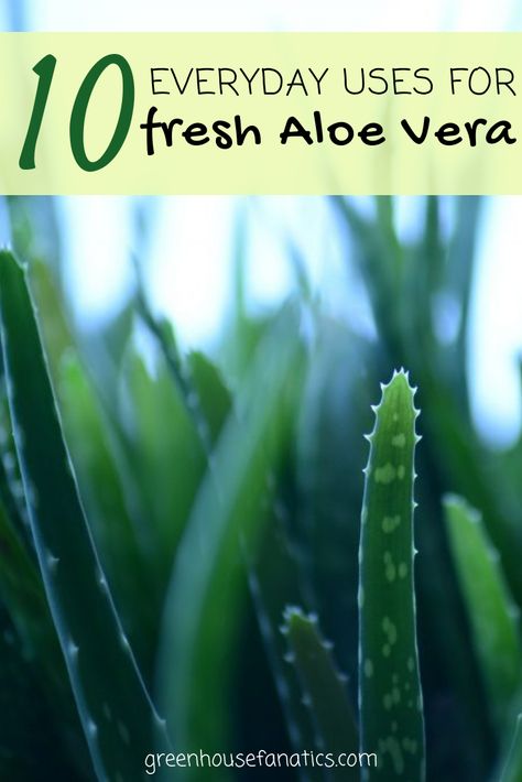 When you forget to use sunscreen or the sun surprises you one day while out and about, you generally turn to aloe vera to treat that sore and irritating sunburn. Because it brings so much relief during the healing process—almost like a gooey superhero—you’ve probably wondered what else Aloe Vera gel is capable of. Aloe For Sunburn, Aloe Uses, Weddings Under 5000, Aloe Vera For Sunburn, Aloe Vera Recipes, Aloe Vera Uses, Use Sunscreen, Aloe Vera Benefits, Aloe Vera For Skin