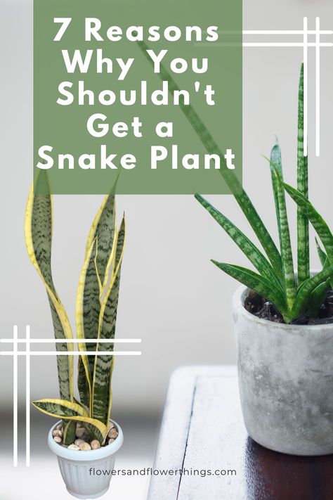 Are you considering getting a snake plant or Sansevieria? Here are seven disadvantages of the snake plant succulent that you should know before you get one. Plant Decor Indoor Bedrooms, Snake Plant Collection, Snake Plant Home Decor, Grow Snake Plant From Leaf, Potted Snake Plant Outdoor, Caring For A Snake Plant, Best Plant For Bathroom, Snake Plant Stand, Hanging Snake Plant