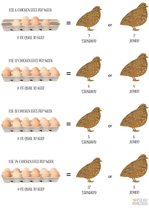 Chickens Vs Quail, Quail As Pets, Keeping Quail Indoors, Quail Farming Ideas, Quail Vs Chicken, How To Keep Quail, Cheap Quail Coop, How To Raise Quail, Raising Quail For Profit