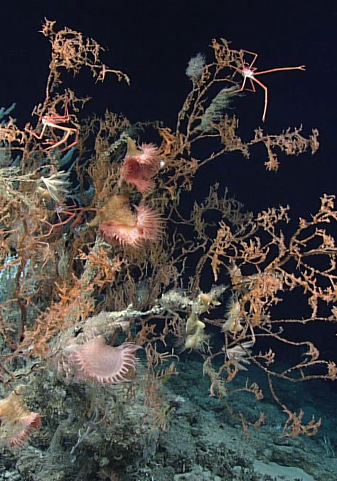 A Record-Sized Deep Sea Coral Reef Was Mapped in The Atlantic, And It's Breathtaking Deep Sea Coral, Ocean Coral Reef, Ocean Coral, Lifestyle Images, Black Goku, Deep Sea Creatures, Blue Magic, Sea Coral, Oceanography