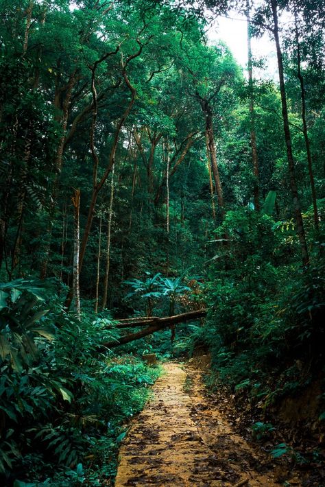 Green Background Aesthetic Landscape, Green Tree Background, Plain Green Background, Short Background, Green Forest Background, Blur Light Background, Green Nature Background, Travel Wood, Greenery Background