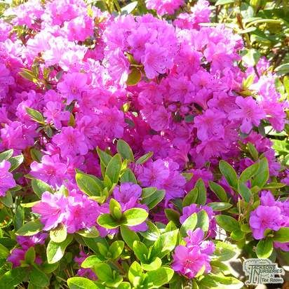 Buy Azalea japonica Blue Danube online from Jacksons Nurseries Pruning Rhododendrons, Pink And Purple Flowers, How To Grow Taller, Evergreen Shrubs, Green Garden, Plant Food, Front Garden, Nurseries, Small Garden