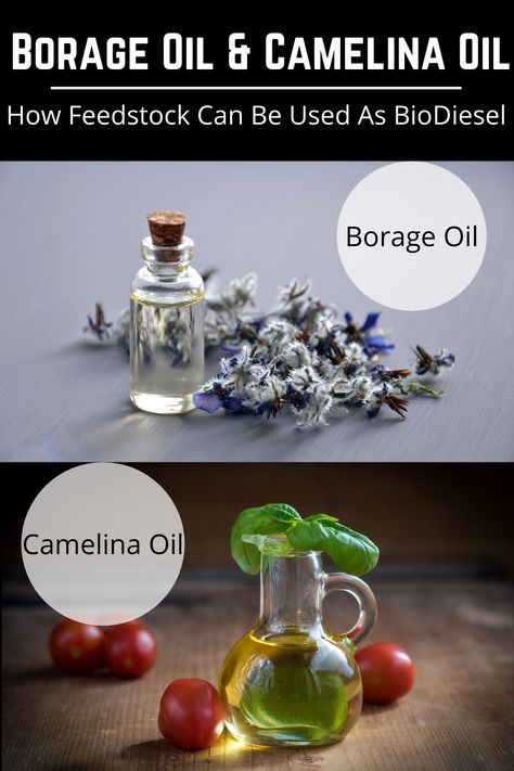 Borage oil comes from the plant, Borago officinalis, also known as starflower. Camelina oil comes from the plant, Camelina sativa, a member of the mustard family and a distant relative to canola. Borage Oil Benefits Skin, Canola Oil Benefits, Goldenrod Infused Oil, Camelina Oil, Olive Oil Brightland, Alternative Fuel, Borage Oil, The Plant, Mustard