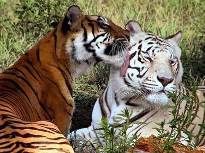 Big Cats White Tiger And Orange Tiger, White And Orange Tiger, Tiger Conservation, White Tigers, Land Animals, Tiger Gifts, Orange Tiger, Tiger Love, Tiger Pictures