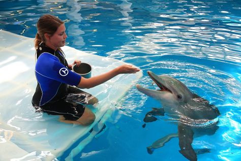 Marine Biologist Aesthetic, Biologist Aesthetic, Marine Biology Jobs, Biology Animals, Dolphin Tale 2, Dolphin Tale, Clearwater Marine Aquarium, Vet Student, We Are Closed