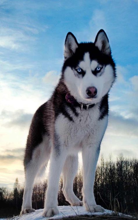 Haski Dog, Husky Pet, Wolf Husky, Husky Pics, Husky Lover, Husky Puppy, Husky Dogs, Dog Sledding, Diy Dog Stuff