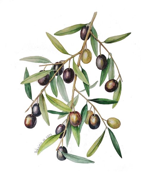 Olive Branch Painting, Olive Branch Art, Greece Watercolor, Olive Tree Painting, Branch Painting, Plant Watercolor, Watercolor Border, Botanical Artwork, Watercolor Plants