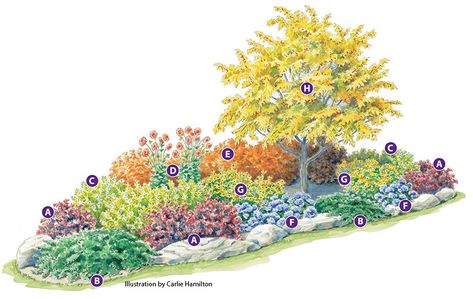 Flowering Crabapple, Deer Resistant Garden, Small Yellow Flowers, Planting Plan, Sun Garden, Australian Garden, Front Yards, Garden Plans, Fall Garden