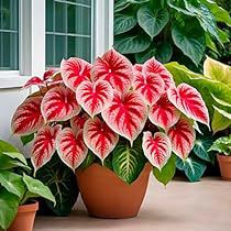 Fall Bulbs, Red Plants, Flower Painting Canvas, Home Garden Design, Elephant Ears, Colorful Plants, Unique Plants, House Plants Indoor, Bulb Flowers