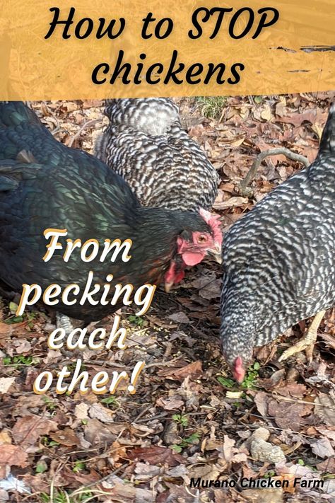 Chickens, pecking order. Chickens Pecking Each Other, How To Stop Chickens From Pecking, Chicken Pecking Order, Water For Chickens, Chicken 101, Chicken Pecking, Farming Ideas, Raising Chicken, Pecking Order