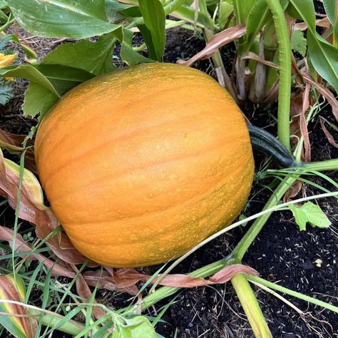 How To Grow Pumpkins, Grow Pumpkins, Harvesting Garlic, Pumpkin Varieties, Pumpkin Vine, Planting Pumpkins, Cucumber Beetles, Giant Pumpkin, Easy Gardening