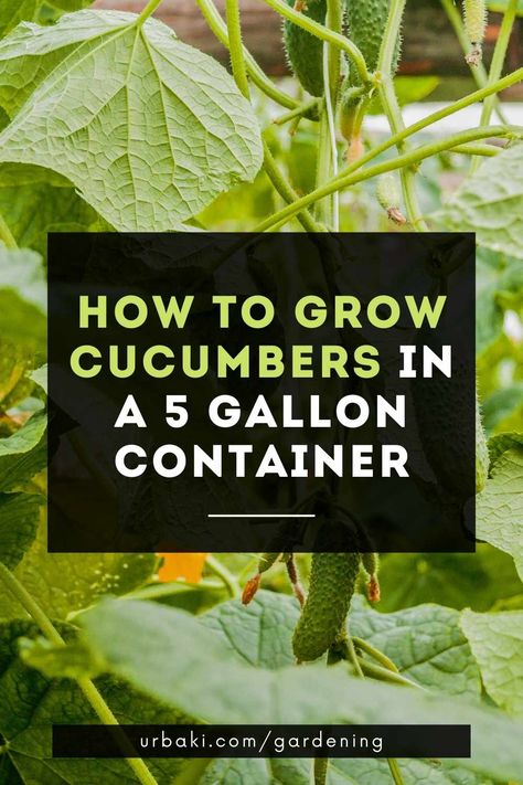 Cucumber Growing In Pots, Growing Cucumbers In Pots, Cucumber Container Gardening, Cucumber In A Pot, How To Grow Cucumbers In A Pot, Cucumber Plants In Pots, Grow Cucumbers In A Pot, Container Cucumbers, Growing Cucumbers In Containers