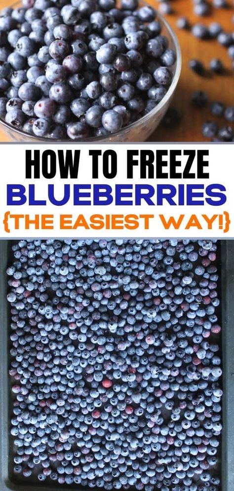 Got a load of blueberries that you need to store? Find out how to freeze blueberries--the easiest way! It's also the easiest way to store blueberries so you can enjoy their deliciousness all year round! #preparedness #foodstorage #foodstorageideas #howtofreezeberries #howtofreezefreshfruit #howtostoreberries How To Freeze Blueberries, Freeze Blueberries, How To Store Blueberries, Freezing Fruit, Freezing Vegetables, Food Preserving, Freezing Food, Healthy Summer Desserts, Freezer Storage