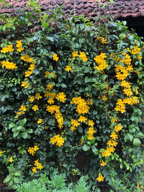 Yellow creeper Flowering Creepers, Creepers Plants, Garden Landscape Design, Green Roof, Creepers, Garden Landscaping, Landscape Design, Outdoor Living, Digital Marketing