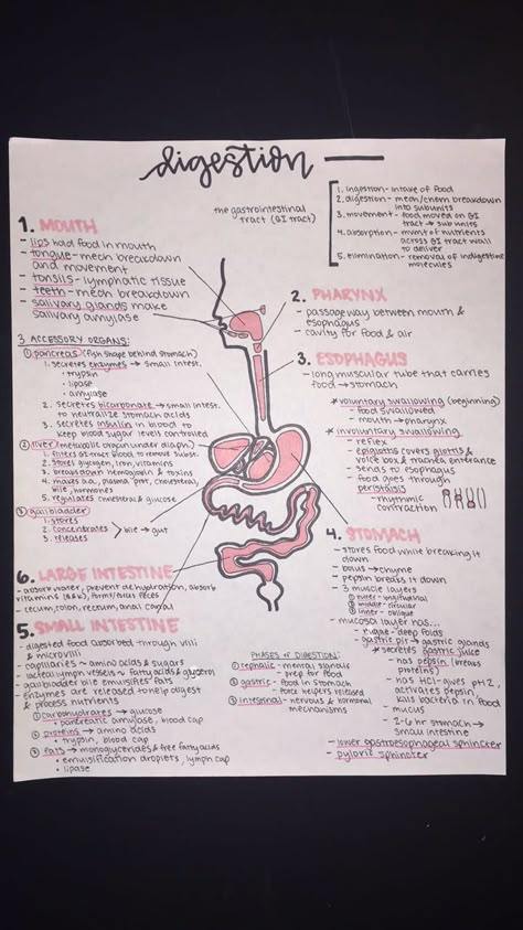 Medical Terminology Study, Nursing School Essential, Medicine Notes, Basic Anatomy And Physiology, Nurse Study Notes, Medical Student Motivation, Biology Facts, Medical Student Study, Study Flashcards