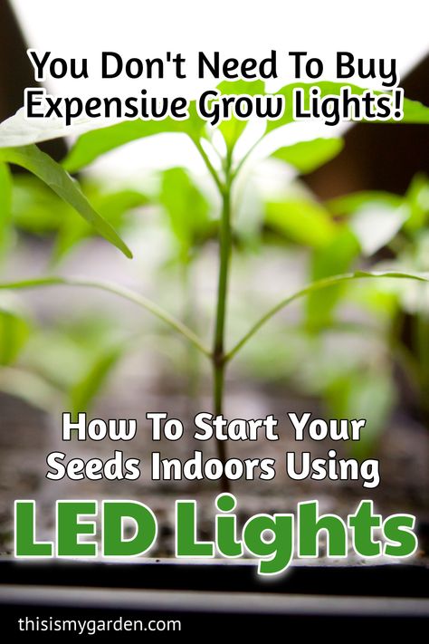 How To Use Grow Lights For Seedlings, Grow Light Set Up Seed Starting, Led Lights For Plants, Garden Seed Starting Indoor, How To Start Plants From Seeds Indoors, How To Use Grow Lights For Indoor Plants, Grow Lights For Seed Starting, How To Start Seeds Indoors, Grow Light Set Up