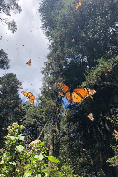 The monarch butterfly migration in Michoacan is one of the best and most beautiful hikes in Mexico. This is exactly how to add it to your travels through the country! #MexicoTravel #MonarchMigration Monarch Butterfly Migration, Butterfly Migration, Monarch Butterflies, The Monarch, Butterfly Wallpaper, Monarch Butterfly, Butterflies, Trees, Orange