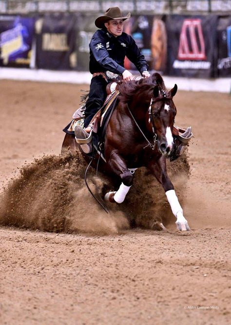 Western Reining Horse, Reining Horses Photography, Reigning Horses, Western Horse Riding, Working Cow Horse, Horse Reining, Western Horses, Horse Breeder, Cow Horse