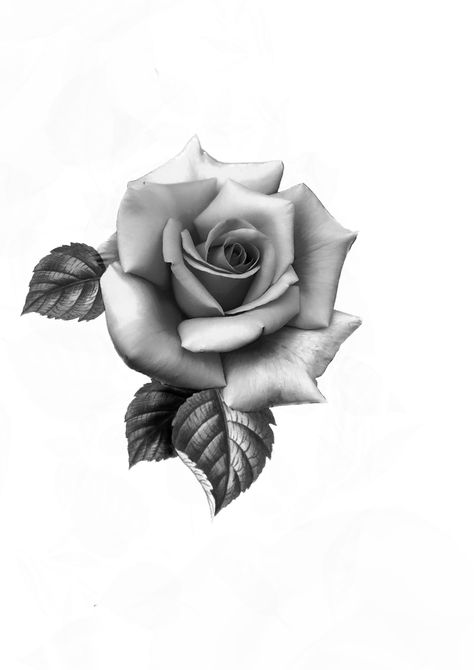 Rose Tattoo White Background, English Rose Tattoo Black And White, Realistic Rose Tattoo Stencil, Rosa Tattoo Designs, Rose Reference Drawing, Rose Realism Tattoo, Rose Tattoo Design For Men, Realism Rose Tattoo, Rose Black And Grey