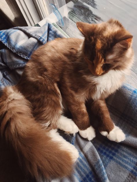 Dilute calico tones Brown Calico Cat, Dilute Calico Cat Aesthetic, Fluffy Calico Cat, Dilute Calico Cat, Calico Hair, Dilute Calico, God Universe, Cat References, Pet Finder