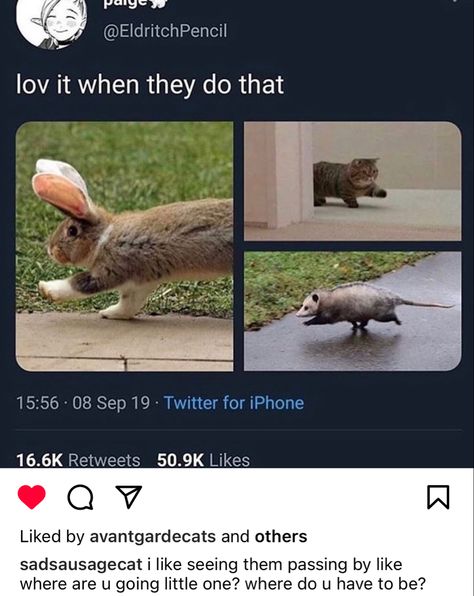 Haiwan Peliharaan, Silly Animals, Funny Animal Memes, Wholesome Memes, Animal Jokes, Cute Creatures, Funny Animal Pictures, Cute Little Animals, Animal Memes