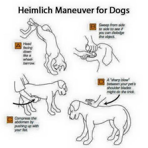 Heimlich Maneuver For Dogs, First Aid For Dogs, Ras Anjing, Heimlich Maneuver, Dog Remedies, Dog Info, Pet Peeves, Dog Hacks, Dog Care Tips