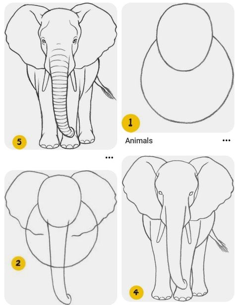 Beginner Animal Drawing, Simple Art Drawings For Beginners, How To Draw Safari Animals, Wildlife Drawings Easy, Easy Animal Drawings For Beginners, Animals Step By Step Drawings, Simple Animal Drawings Step By Step, How To Draw An Elephant Step By Step, Animal Sketches Easy Step By Step