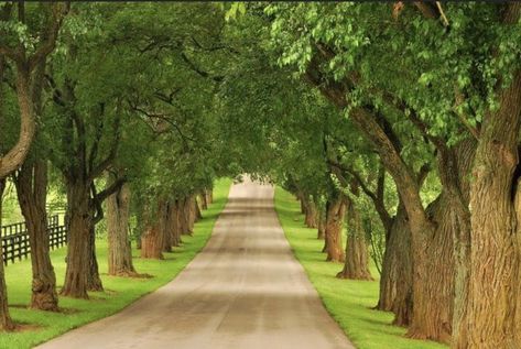 Kentucky Horse Farms, Paducah Kentucky, Farm Entrance, Kentucky Travel, Tree Lined Driveway, Farm Layout, Beautiful Roads, Beautiful Farm, Farm Photo