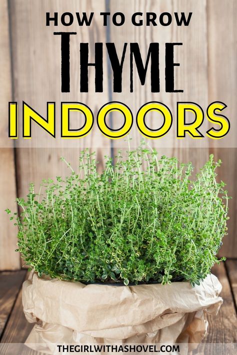 Thyme Plant Care, Grow Thyme, Culinary Garden, Growing Thyme, Thyme Plant, Growing Herbs Indoors, Small Herb Gardens, Herb Garden In Kitchen, Indoor Herb