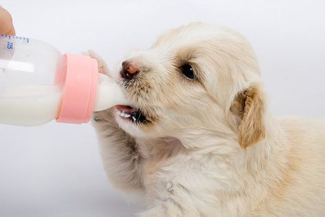 Bottle Feeding Puppies, Feeding Puppy, Milk Replacement, Puppy Formula, Mother's Milk, Newborn Animals, Formula Recipes, Peanut Butter Dog Treats, Newborn Puppies