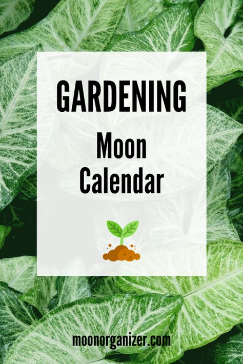 Planting By The Moon, Moon Gardening, When To Plant Seeds, The Moon Phases, Miracle Grow, Moon Phase Calendar, Planting Calendar, Plant Signs, Moon Cycle