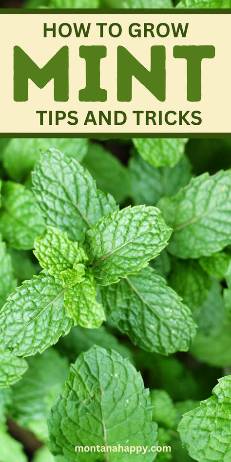 "How to Grow Mint Tips and Tricks montanahappy.com" - Photo of mint Herbs To Plant Together, Mint Plant Uses, Herb Garden Outdoor, Mint Plant Care, Growing Mint Indoors, How To Grow Mint, Herbs To Plant, Vegetable Garden Layout Design, Grow Mint