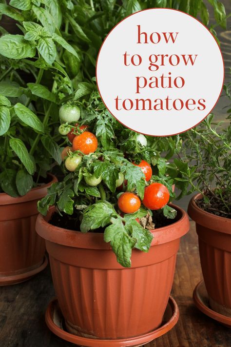 How To Plant A Tomato Plant, Tomato Pots Growing, Porch Tomato Plants, Container Gardening Tomatoes, Tomatoe Plant Care, Grow Tomatoes In Containers, Tomato In Pots, How To Grow Tomatoes In A Pot, Tomato Planter Ideas