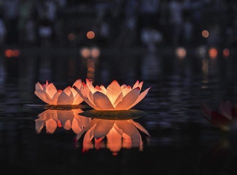 Floating Lantern Festival, Lantern Aesthetic, Vietnam Photography, Water Lotus, Night Festival, Floating Lanterns, Red Lake, Water Wedding, Floating Lights