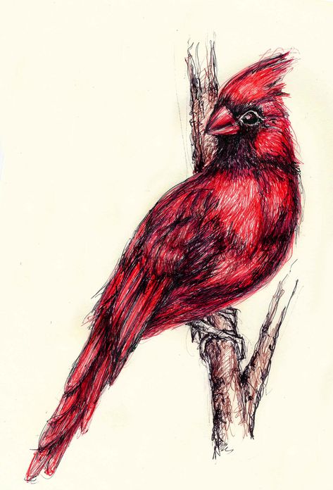 Red Blue And Black Pen Sketch, Gel Pen Drawings Ideas, Vizatime Me Laps, Ballpoint Pen Drawing Sketches, Ballpoint Pen Art Sketches, Bird Pen Drawing, Red Pen Sketch, Red Pen Art, Red Pen Drawings