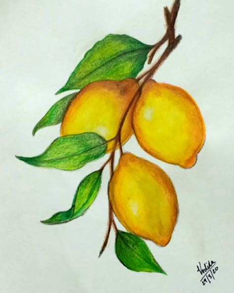 Lemon Tree Drawing, Drawing Lemon, Lemon Drawing, Strawberry Drawing, Natural Form Art, Unicorn Painting, Lemon Painting, Fruits Drawing, Canvas Painting Tutorials