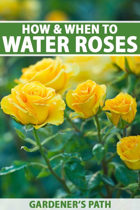 Roses Care Tips, Pruning Knockout Roses, Roses Garden Care, Michigan Garden, Texas Landscaping, Rose Plant Care, Pruning Roses, Rose Garden Design, Rose Cuttings