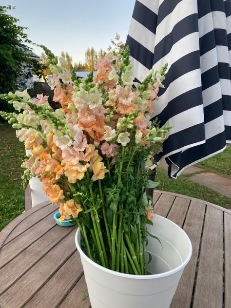 Flower Farmer Aesthetic, Snap Dragon Bouquet Wedding, Snapdragon Flowers Bouquets, Snapdragon Wedding, Purple Snapdragon, Snapdragon Bouquet, Florist Life, Snap Dragons, View Flower