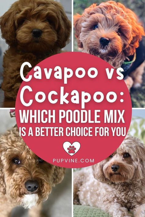 Miniature Cockapoo, Cocker Spaniel Poodle Mix, Cocker Spaniel Poodle, Poodle Mix Breeds, Puppy Facts, Cocker Spaniel Mix, Poodle Haircut, Cavapoo Puppies, Dog Groomer