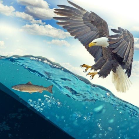 American eagle hunting PowerPoint Template Eagle Catching Fish, Eagle Hunting, White Tailed Eagle, Eagle Drawing, Eagle Pictures, Eagle Art, Writing Notebook, Daily Writing, Cuddly Animals