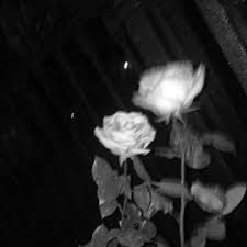 White Photo, A Black, Roses, Black And White, White, Black