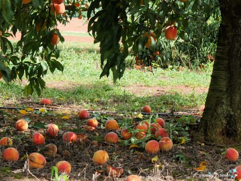 Peach Orchard Aesthetic, Peach Farm Aesthetic, Peach Picking Aesthetic, Peach Tree Aesthetic, Italian Orchard, Orchard Aesthetic, Peaches Aesthetic, Southern Belle Aesthetic, Peach Farm