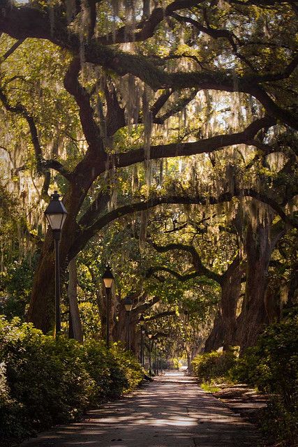 Savannah, GA streets are lined with trees draped in Spanish moss and it is so beautiful everywhere!! Tree Tunnel, Spring Break Trips, Belle Nature, Into The Wild, Samar, Elba, Pretty Places, Beautiful Tree, Rhode Island