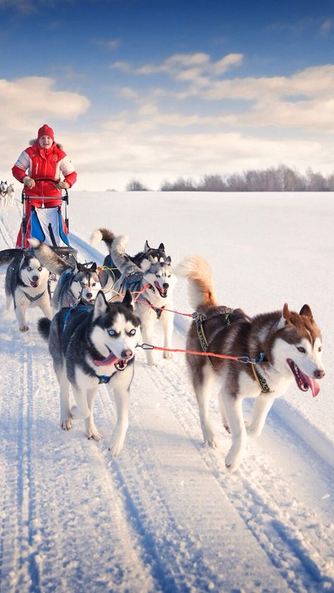 Husky Puppy Training, Dog Sleigh, Laika Dog, Huskies Sled, Dog Films, Sled Dogs, Rare Dogs, Sled Dog, Winter Landscapes