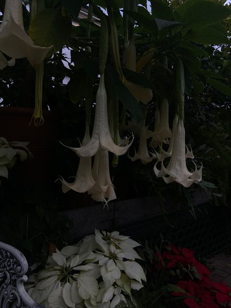 Angels Trumpet Flower, Flower Greenhouse, Angels Trumpet, Trumpet Flower, Goth Garden, Angel Trumpet, Gothic Garden, Greenhouse Plants, Nothing But Flowers