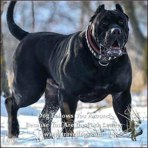 Pitbull Noir, English Bull Terrier, Bully Breeds Dogs, Dog Pitbull, Presa Canario, Big Dog Breeds, Cane Corso Dog, Corso Dog, Basic Dog Training