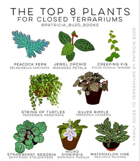 The top 8 plants for closed terrariums - #terrariums #GrowOrganic Good Terrarium Plants, Diy Terrarium Plants, Mini Closed Terrarium, Best Plants For A Terrarium, Tiny Terrarium Plants, Mini Terrarium Plants, Enclosed Terrarium Ideas, Glass Terrarium Ideas Easy Diy, Terrarium Plants Ideas