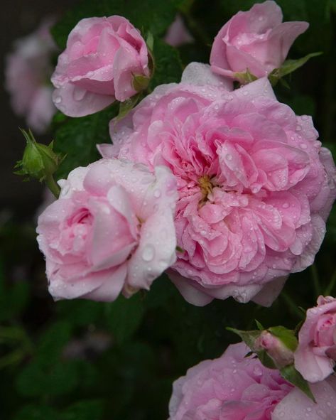 Ispahan Damask Rose Bridgerton Party, Rose Meaning, Rose Reference, Easy Hair Ideas, Rosa Damascena, Rose Bushes, Rose Varieties, Hairstyles Trendy, Damask Rose